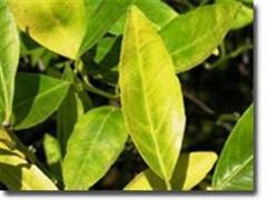 nitrogen1