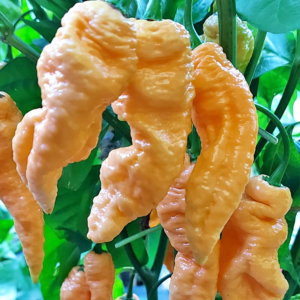 Φυτό Bhut Jolokia Peach