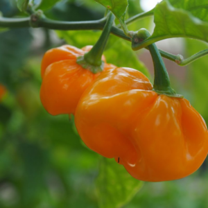 Φυτό Habanero Big Sun