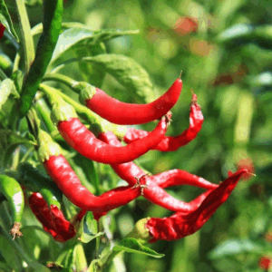 Φυτό Cayenne Long slim