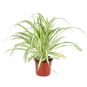 Chlorophytum Comosum