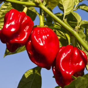 Φυτό Habanero Red