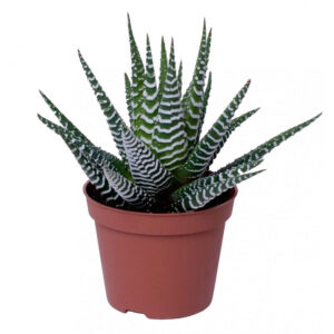 Haworthia Παχύφυτο