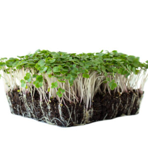 Kale Red Russian Microgreens