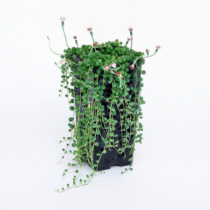 Senecio Παχύφυτο