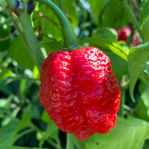 Φυτό Moruga Reaper