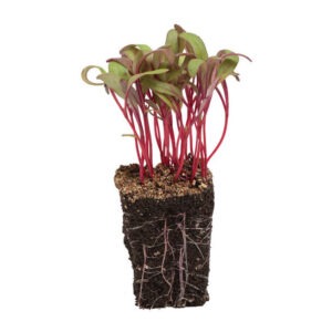 Red Orach - Microgreens
