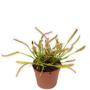 Drosera σαρκοφάγο φυτό