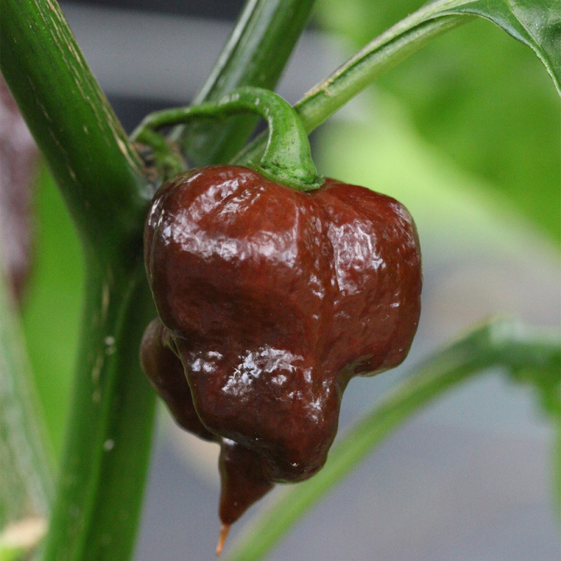 Φυτό Trinidad Scorpion Chocolate